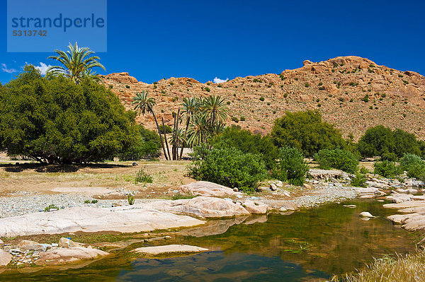 Typische Berglandschaft im Antiatlas mit Flussbett  Dattelpalmen (Phoenix) und Arganienbäumen (Argania spinosa)  Antiatlas  Südmarokko  Marokko  Afrika