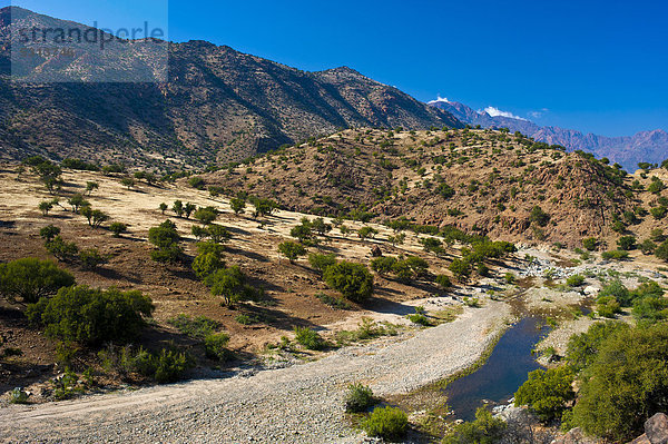 Typische  mit Arganienbäumen (Argania spinosa) bewachsene Berglandschaft mit Flussbett im Antiatlas  Tal der Ammeln  Südmarokko  Marokko  Afrika