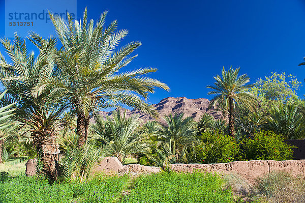 Palmenhain mit Dattelpalmen (Phoenix) und bewirtschafteten Feldern  Djebel Kissane hinten  Agdz  Draa-Tal  Südmarokko  Marokko  Afrika
