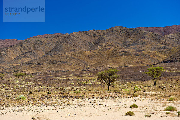 Trockene  wüstenähnliche Landschaft mit wenig Baumbewuchs und erodierten Berghängen  Agdz  Südmarokko  Marokko  Afrika