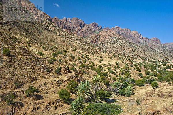 Typische Berglandschaft mit trockenem Flussbett  in dem Arganienbäume (Argania spinosa) und Dattelpalmen (Phoenix dactylifera) wachsen  Antiatlas  Südmarokko  Marokko  Afrika