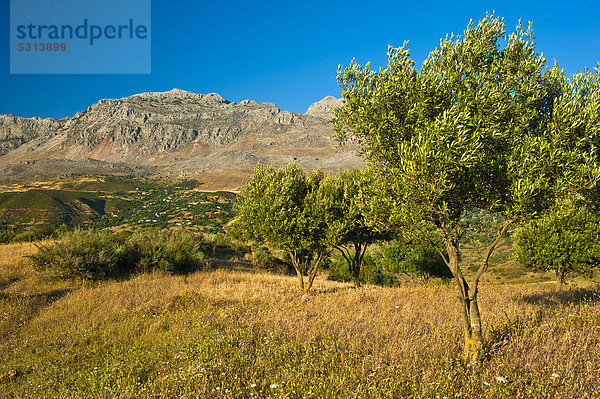 Typische Berglandschaft im Riffgebirge mit kleinen Feldern und Olivenbäumen  Nordmarokko  Marokko  Afrika