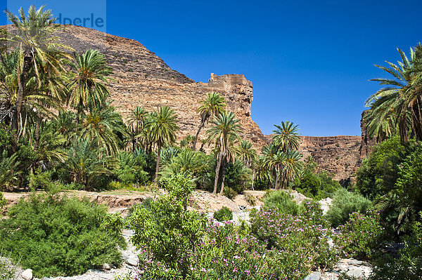 Ausgetrocknetes Flussbett des Id Aissa mit Dattelpalmen (Phoenix) und blühendem Oleander (Nerium oleander) am Agadir Aguelluy  befestigte Speicherburg auf einer Felsspitze  Amtoudi  Antiatlas  Südmarokko  Marokko  Afrika