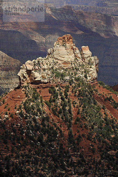 Blick von Aussichtspunkt Vista Encantada auf Grand Canyon National Park  North Rim  Nordrand  Arizona  Vereinigte Staaten von Amerika  USA
