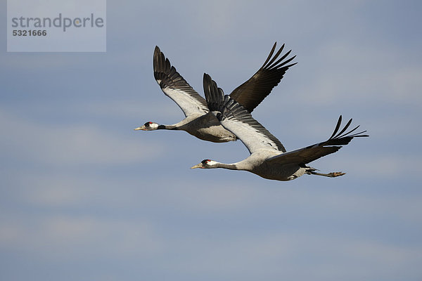 Kraniche (Grus grus)  Brutpaar fliegend  Hornborgasee  Västergötland  Schweden  Skandinavien  Europa