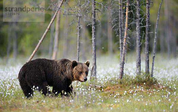 Kapitaler Braunbär (Ursus arctos) in einem finnischen Wollgrasmoor  Karelien  Ostfinnland  Finnland  Skandinavien  Europa