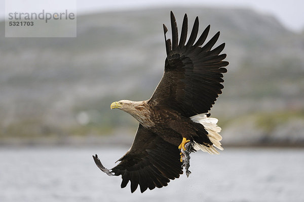 Europa fliegen fliegt fliegend Flug Flüge weiß Norwegen Schwanz Tierschwanz Adler Beutetier Beute Skandinavien