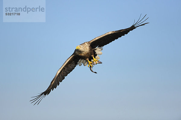 Europa fliegen fliegt fliegend Flug Flüge weiß Norwegen Schwanz Tierschwanz Adler Beutetier Beute Skandinavien