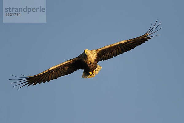 fliegen fliegt fliegend Flug Flüge Europa weiß Norwegen Schwanz Tierschwanz Abenddämmerung Adler Skandinavien