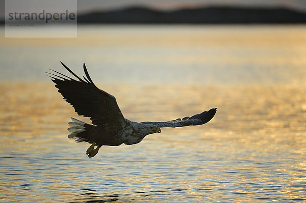 fliegen fliegt fliegend Flug Flüge Europa weiß Norwegen Schwanz Tierschwanz Abenddämmerung Adler Skandinavien