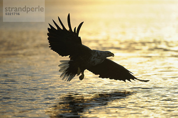 fliegen fliegt fliegend Flug Flüge Europa weiß Norwegen Schwanz Tierschwanz Abenddämmerung Adler Skandinavien