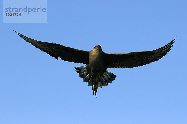 Schmarotzerraubmöwe (Stercorarius parasiticus)  fliegend  Flatanger  Nordtrondelag  Norwegen  Skandinavien  Europa