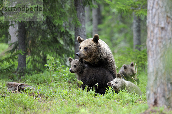 Braunbären (Ursus arctos)  Bärin mit Jungen im nordischen Nadelwald  Martinselkonen  Karelien  Ostfinnland  Finnland  Europa