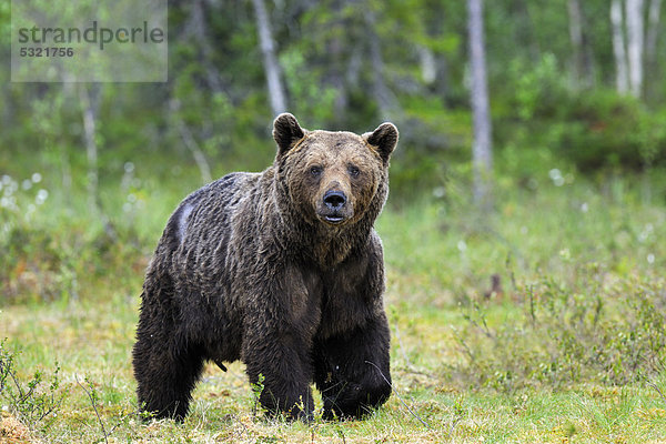 Braunbär (Ursus arctos)  kapitaler Bär in einem finnischen Moor  Martinselkonen  Karelien  Ostfinnland  Finnland  Europa