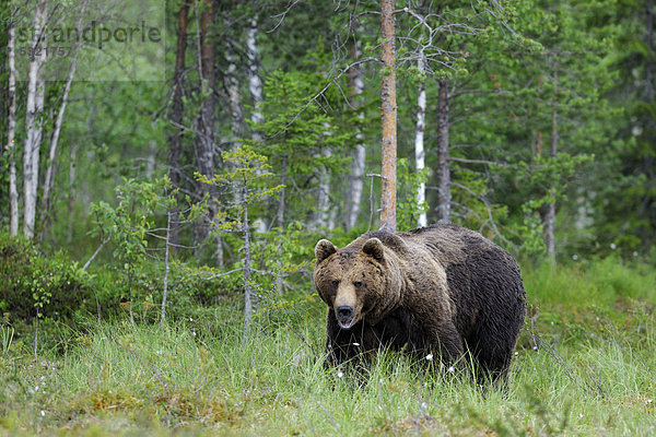 Braunbär (Ursus arctos)  kapitaler Bär in einem finnischen Moor  Martinselkonen  Karelien  Ostfinnland  Finnland  Europa