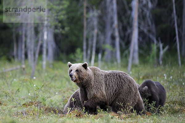 Braunbären (Ursus arctos)  Weibchen mit zwei Jungen in einem finnischen Moor  Martinselkonen  Karelien  Ostfinnland  Finnland  Europa