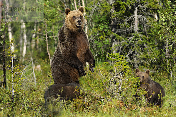 Braunbären (Ursus arctos)  Bärin mit Jungen  sichernd  Martinselkonen  Karelien  Ostfinnland  Finnland  Europa