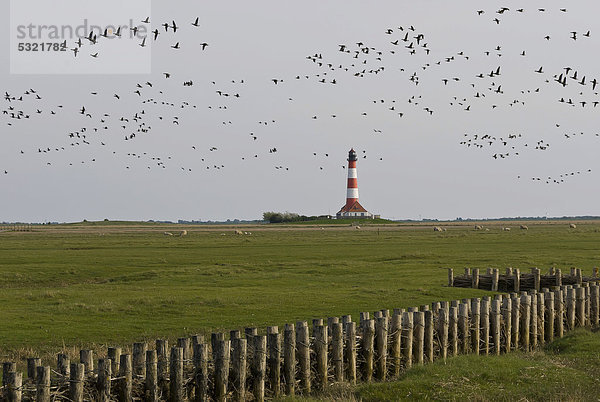 Gänseschwarm über den Salzwiesen der Marschlandschaft um den Leuchtturm Westerhever mit Uferschutzanlage  Lahnung  im Vordergrund  hinten Sankt Peter-Ording  Schleswig-Holstein  Nordfriesland  Deutschland  Europa