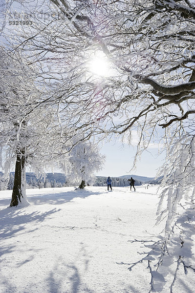Verschneite Wetterbuchen und Langläufer am Schauinsland bei Freiburg im Breisgau  Baden-Württemberg  Deutschland  Europa