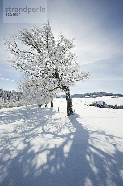 Verschneite Wetterbuchen am Schauinsland bei Freiburg im Breisgau  Baden-Württemberg  Deutschland  Europa