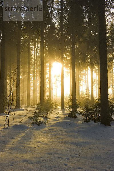 Verschneiter Fichtenwald bei St Peter  Schwarzwald  Baden-Würtemberg  Deutschland  Europa