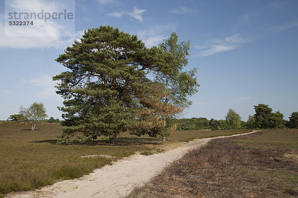 Wanderweg mit Laubbäumen  Naturerlebnisroute  Naturschutzgebiet Westruper Heide  Haltern  Naturpark Hohe Mark  Münsterland  Nordrhein-Westfalen  Deutschland  Europa