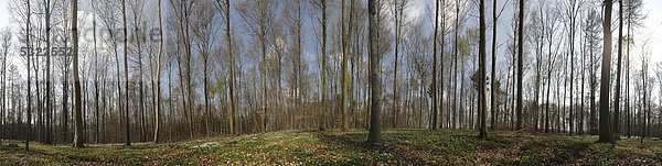 Panorama  Wald im Frühling  Assamstadt  Baden-Württemberg  Deutschland  Europa