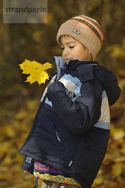 Junge  5 Jahre  spielt mit gelben Ahornblättern im Wald  Herbst
