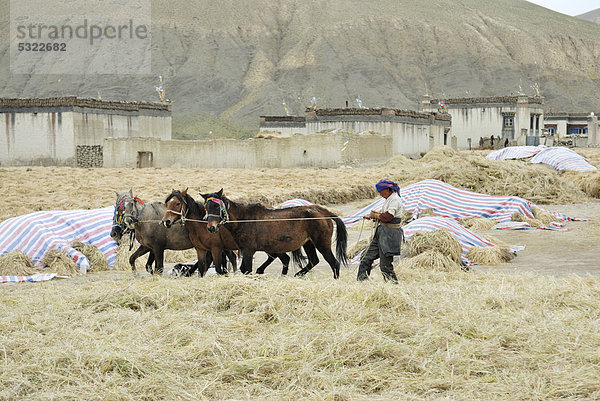 Tibetische Bäuerin bei der Feldarbeit mit Pferden nahe Tingri  Himalaya  Tibet  China  Asien