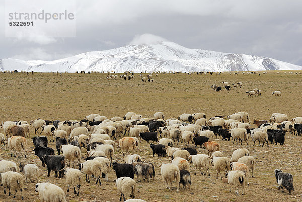Schafe (Ovis)  Schafherde auf Hochebene zwischen Lalung La Pass und Thong La Pass  Friendship Highway  Himalaya  Tibet  China  Asien