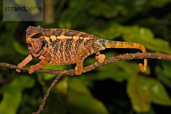 Pantherchamäleon (Furcifer pardalis)  Weibchen  Nationalpark Montagne d'Ambre  Madagaskar  Afrika  Indischer Ozean