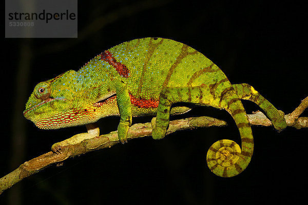 Sehr seltene Glam-Rock-Echse (Furcifer timoni)  Nationalpark Montagne d'Ambre  Madagaskar  Afrika  Indischer Ozean