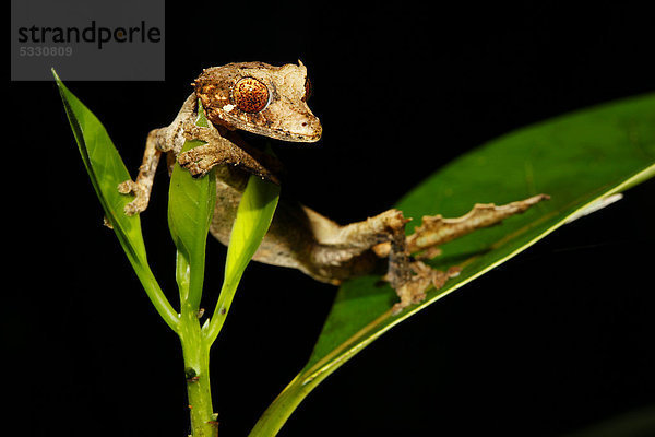 Blattschwanzgecko (Uroplatus ebenaui)  Nationalpark Montagne d'Ambre  Madagaskar  Afrika  Indischer Ozean