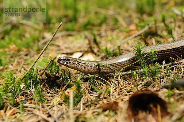 Blindschleiche (Anguis fragilis) auf dem Waldboden