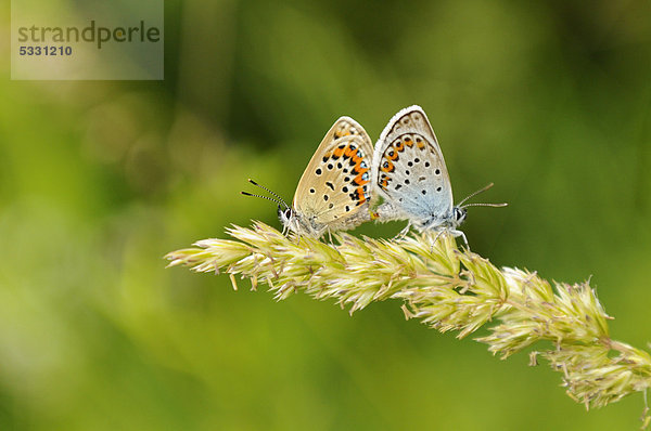 Zwei Hauhechel-Bläulinge (Polyommatus icarus) auf einem Grashalm