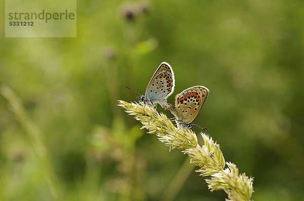 Zwei Hauhechel-Bläulinge (Polyommatus icarus) auf einem Grashalm