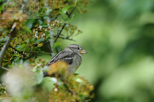 Haussperling Passer domesticus Ast