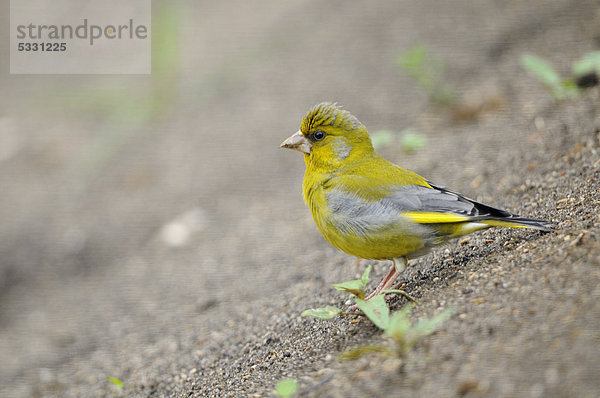 Grünfink (Carduelis chloris)