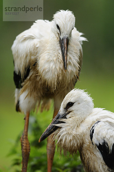 Zwei junge Weißstörche (Ciconia ciconia)