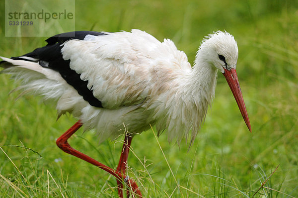 Weißstorch (Ciconia ciconia) auf einer Wiese