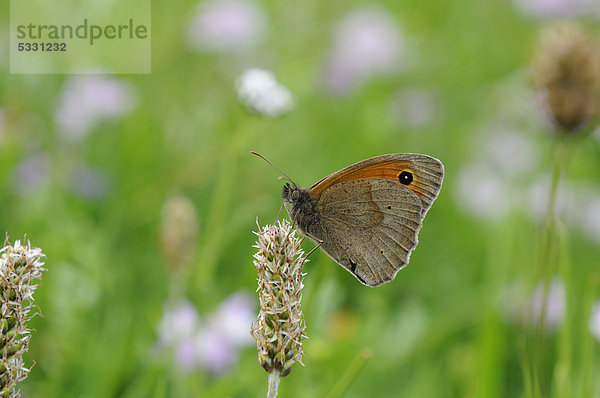 Großes Ochsenauge (Maniola jurtina) auf einer Blüte