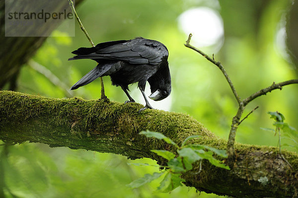 Aaskrähe (Corvus corone) auf einem Ast