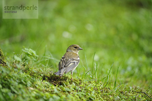 Buchfink (Fringilla coelebs) steht im Gras