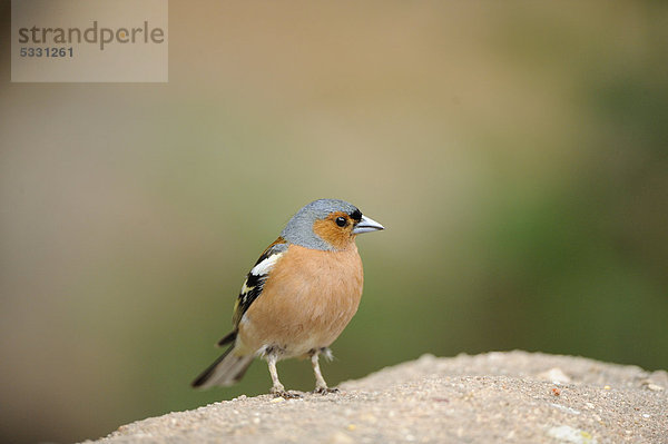 Buchfink (Fringilla coelebs)