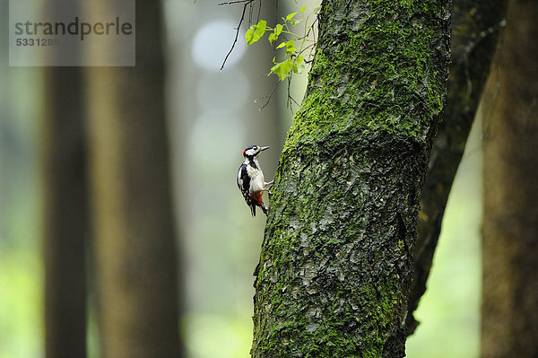 Buntspecht (Dendrocopos major) an einem Baumstamm