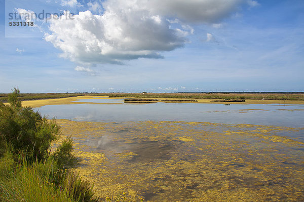 Marais du Fier díArs Sumpfland  Ars en Re  Ile de Re  Departement Charente Maritime  Frankreich  Europa