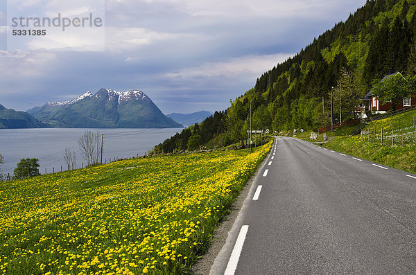 Fernverkehrsstraße Norwegen Wiese vorwärts Löwenzahn Nordeuropa Skandinavien