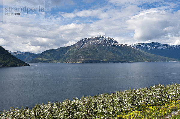 Apfelhain am Hardanger Fjord mit Ornaberg  Adlerberg  Norwegen  Skandinavien  Europa