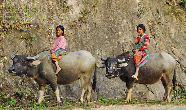 Zwei Kinder reiten auf Wasserbüffeln  Vietnam  Asien