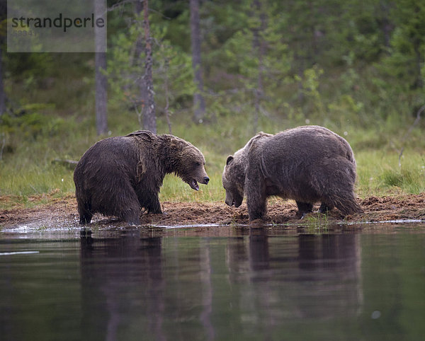 Braunbären (Ursus arctos) am Wasser  Karelien  Finnland  Europa